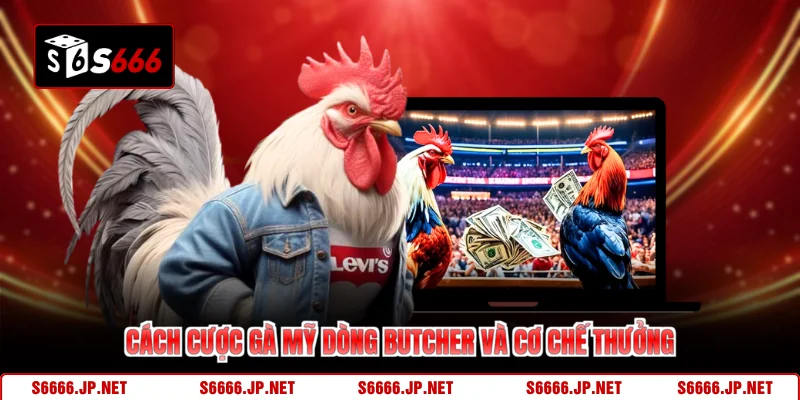 Cách cược gà mỹ dòng Butcher và cơ chế thưởng