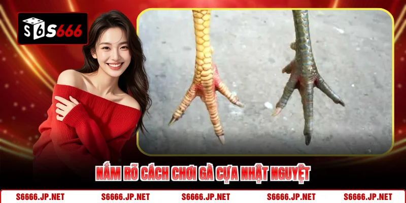Nắm rõ cách chơi gà cựa nhật nguyệt