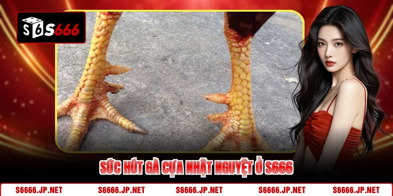 Sức hút gà cựa nhật nguyệt ở S666