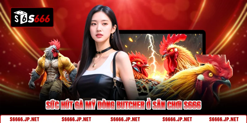 Sức hút gà mỹ dòng Butcher ở sân chơi S666